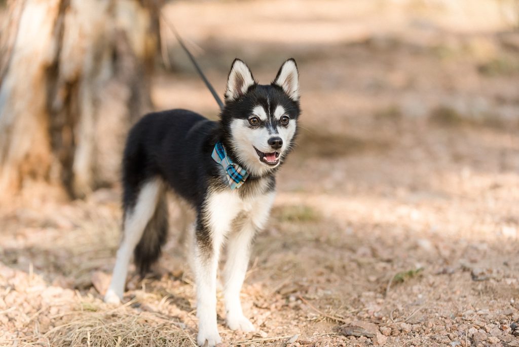 Lookout Mountain Engagement Session - Alyssa, Brian + Mini-Husky ...